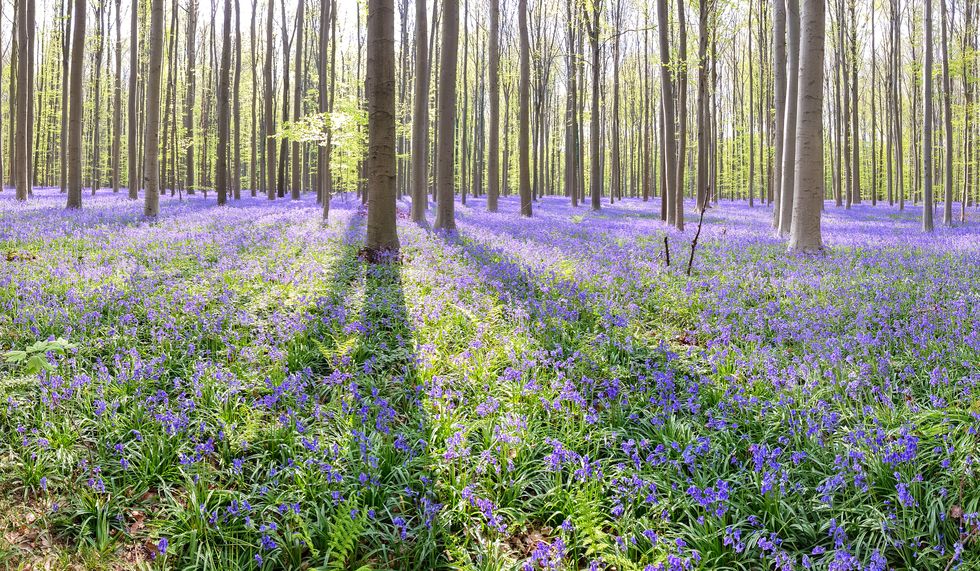 bloeiende hyacinten kleuren het hallerbos paars, nationaal park de brabantse wouden.
