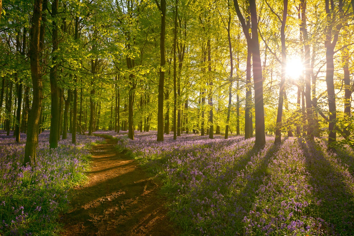 The UK is getting its first National Forest in 30 years to help boost wildlife