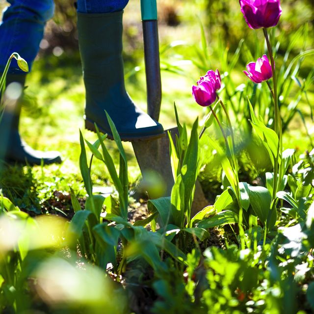 forgo your garden bin for healthier soil