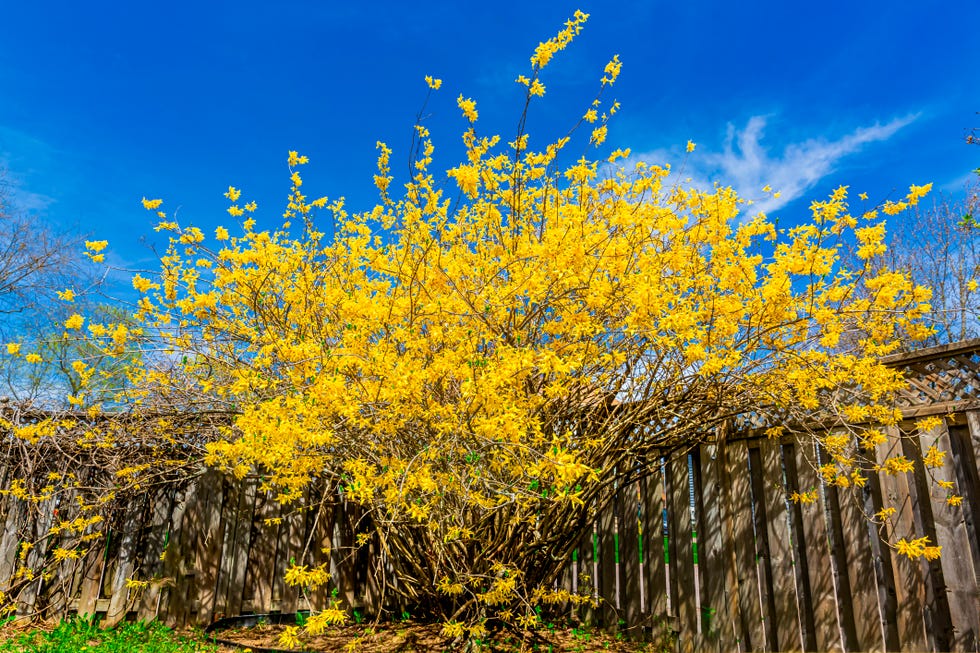 best flowering shrubs forsythia