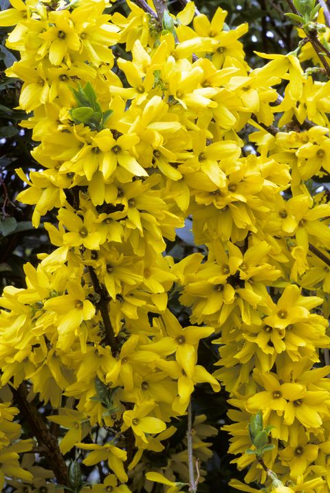 Forsythia 'Beatrix Ferrand', yellow flowers