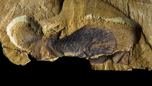 Stromatoveris fossil