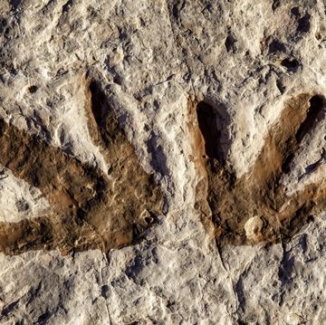 fossil dinosaur tracks in arizona