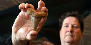 ancient shark tooth find