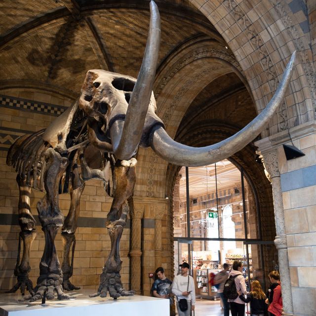 natural history museum in london