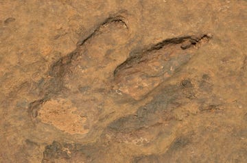 fossilized footprints of a tyrannosaurus rex near the village of mananga, cameroon, central africa, africa