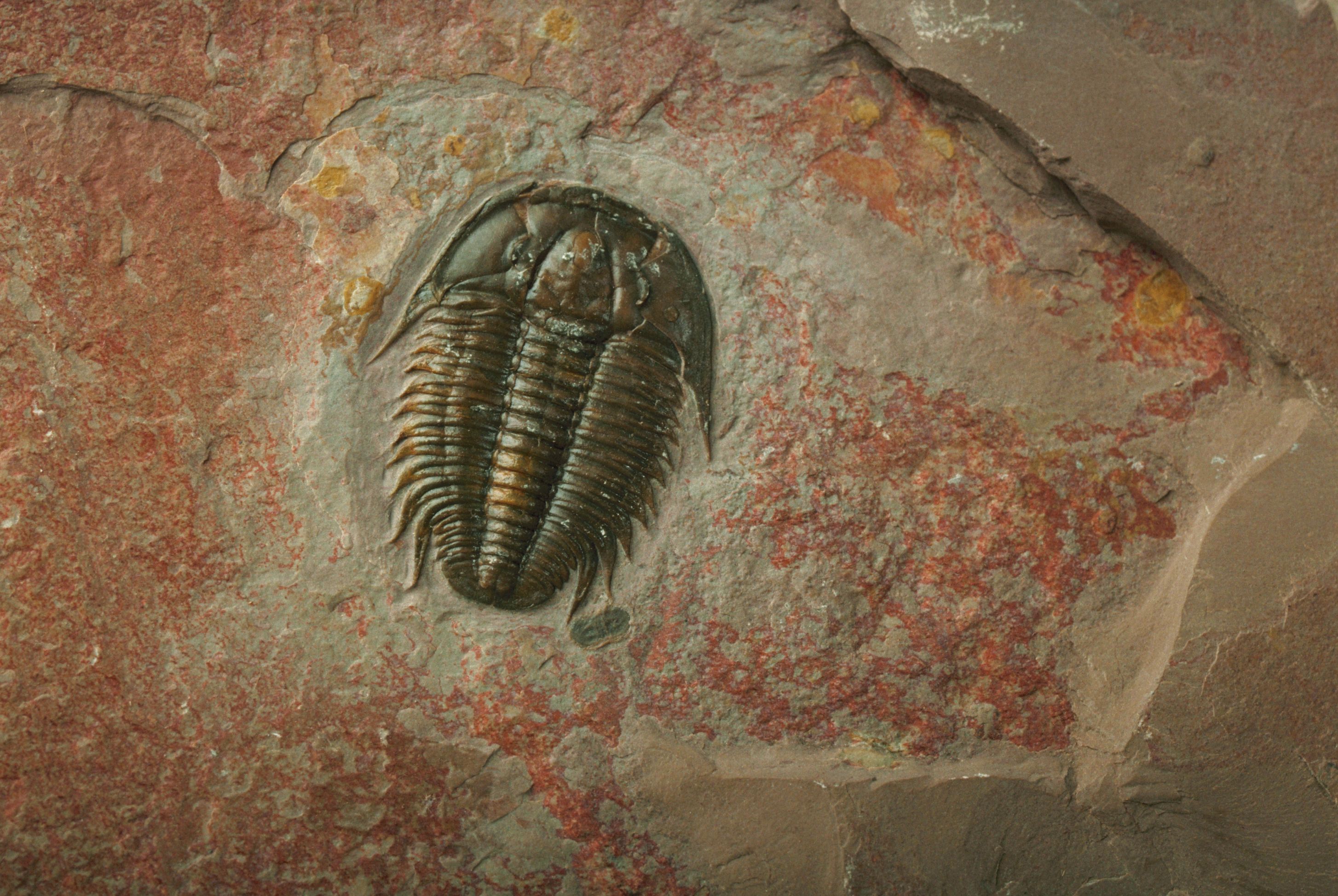 fossilized-trilobite-royalty-free-image-1753216720.pjpeg