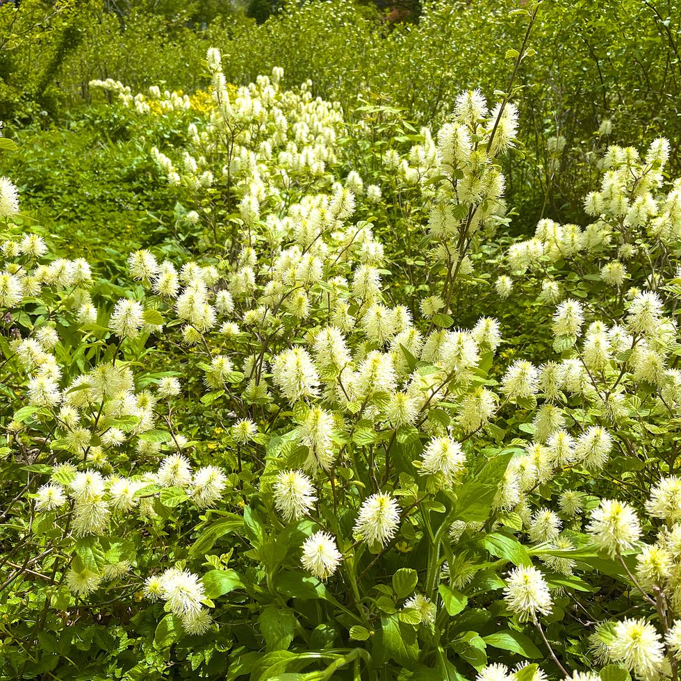 fothergilla shrub in spring