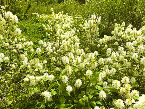 fothergilla shrub in spring