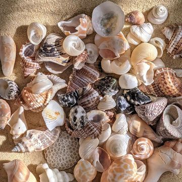 a group of shells