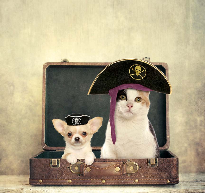 Perro y gato