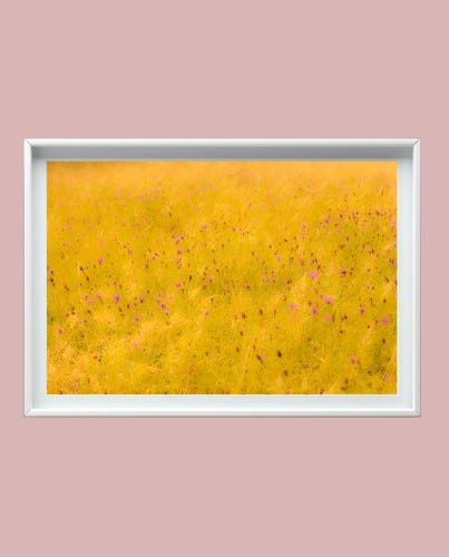 Fotografía campo amarillo