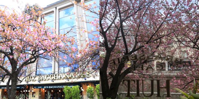 Tree, Flower, Spring, Blossom, Landmark, Plant, Cherry blossom, Branch, Metropolitan area, Woody plant, 