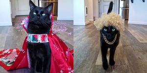 sns上のファッションショーで、人間のモデルも顔負けの堂々たるキャットウォークを披露している猫の「ローバー」。そのあまりの可愛さと、ファッションセンスの良さに注目が集まっています。