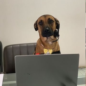 今年の初めに、ブラジルのとある自動車販売店の前に現れた野良犬。その後彼は「ツーソン」と名づけられ、お店のスタッフの一員として働くことに！　日々仕事に邁進するツーソンの姿が可愛すぎると、ネット上で話題を呼んでいます。