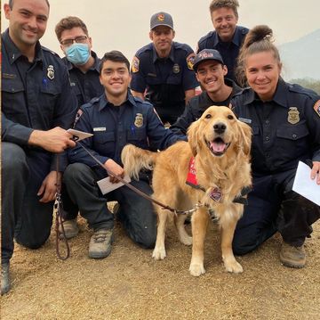 8月中旬に発生し、現在も被害が拡大し続けている米カリフォルニア州の山火事。その現場で、懸命に消火活動にあたっている消防士たちを癒す、セラピー・ドッグの「ケリス」が話題を集めています。