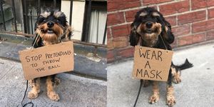 ニューヨークに暮らす犬のバボイちゃんは、「dogwithsign」というinstagramアカウントで、ワンコ界を代表して（⁉）犬の気持ちを代弁するメッセージを発信。その姿を見た人たちから「笑顔になれる」と評判を呼んでいます。