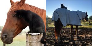 オーストラリア在住のジェニファー・ボイルさんは、7年前にアニマルシェルターから保護猫のモリスを引き取ったそう。するとモリスは、ジェニファーさんが以前から飼っていた馬のチャンピ―と瞬く間に意気投合し、今では毎日チャンピ―の背中にのって、パドック内での散歩を楽しんでいるのだとか！