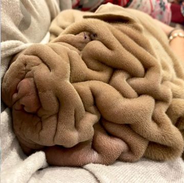 スペインのメノルカ島に暮らすハーヴェイは、顔や体の皮膚のたるみを特徴とする「シャーペイ」と呼ばれる犬種。彼のシワシワでユニークなビジュアルが、「まるで毛布みたい！」とsnsで注目を集めています。