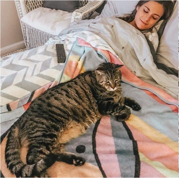 体重約12キロという巨体と、哀愁のある表情が人気を集め、昨年夏にネット上で大きな話題を呼んだ保護猫の「ミスター・b」。その魅力を存分に堪能しながら近況も知ることができる、可愛いフォトアルバムを作ってみました！
