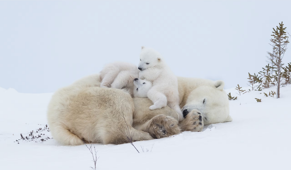 fotos dierenmoeders babydieren fotografie ijsbeer