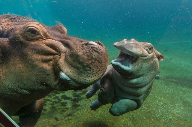 fotos dierenmoeders babydieren fotografie nijlpaard