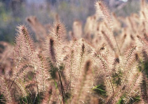 fountain grass