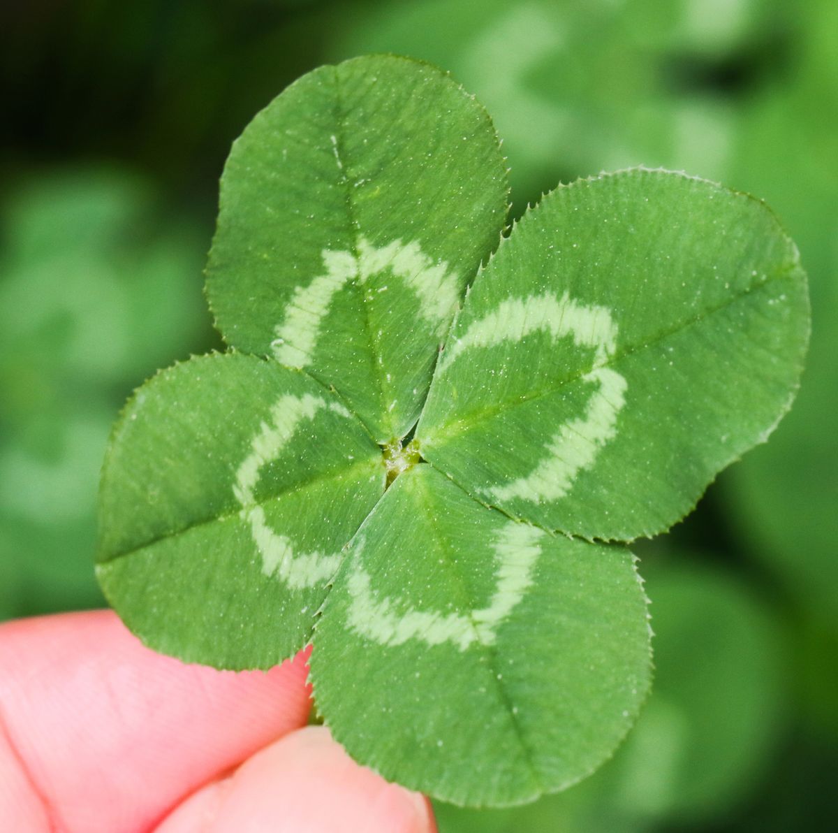 Four or three leaf: Red clover is more than just a good luck