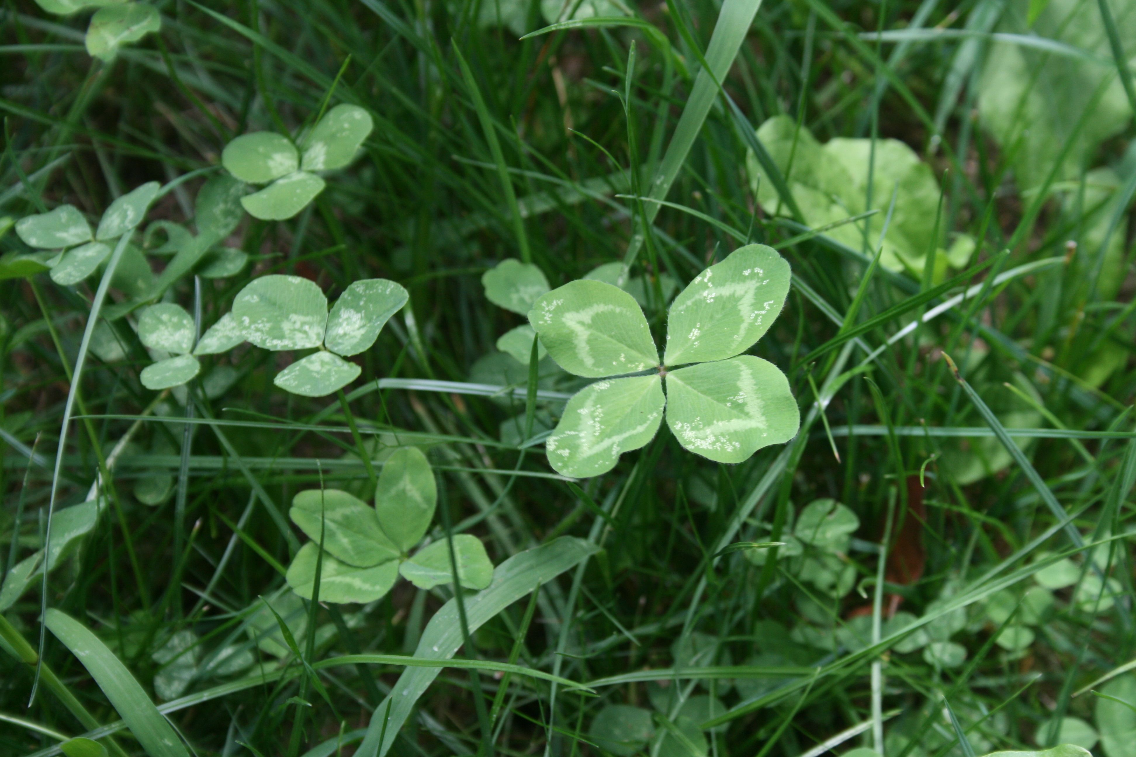 Why Four-Leaf Clovers Are Considered Lucky, Four-Leaf Clover Meaning