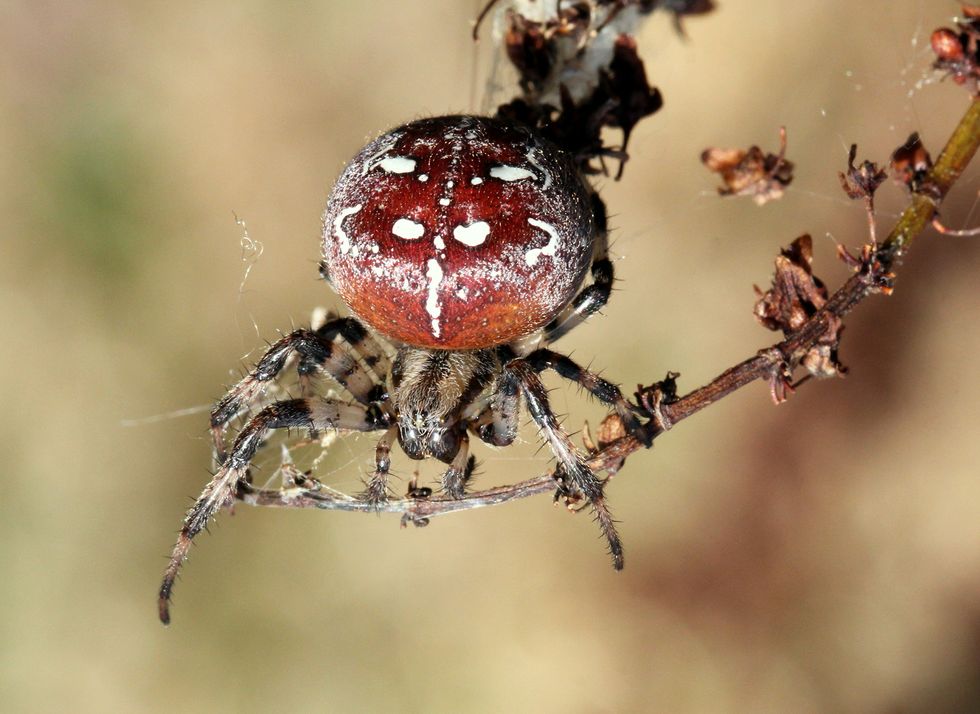 uk spiders – four spot orb spider
