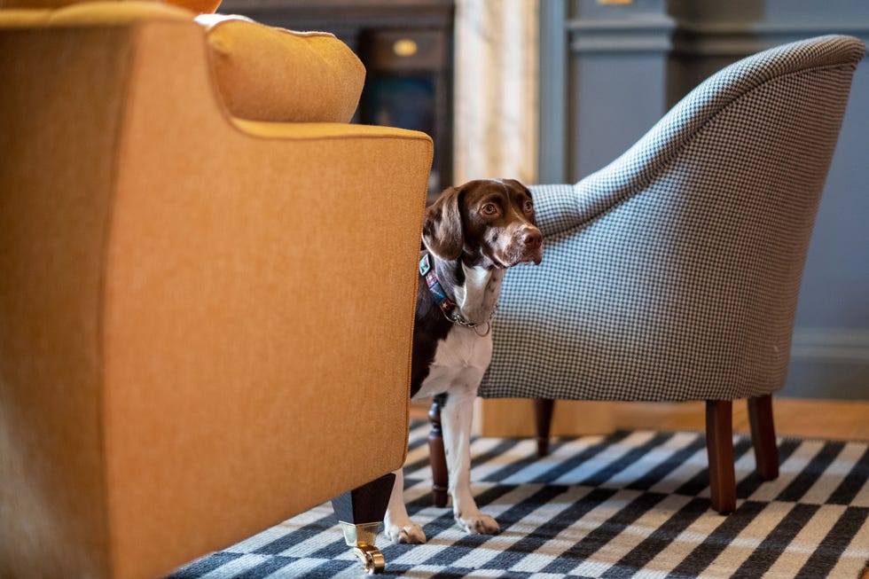 Brown, Dog, Carnivore, Dog breed, Liver, Companion dog, Working animal, Canidae, Armrest, Sporting Group, Brown, Dog, Carnivore, Dog breed, Liver, Companion dog, Working animal, Canidae, Armrest, Sporting Group,