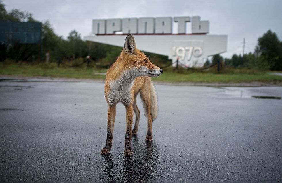 fox in chernobyl