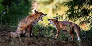 twee rode vossen schreeuwen naar elkaar
