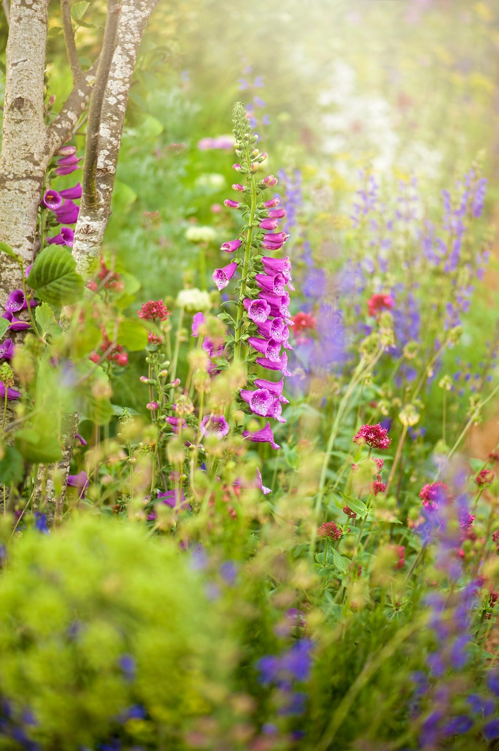 a close up of a flower