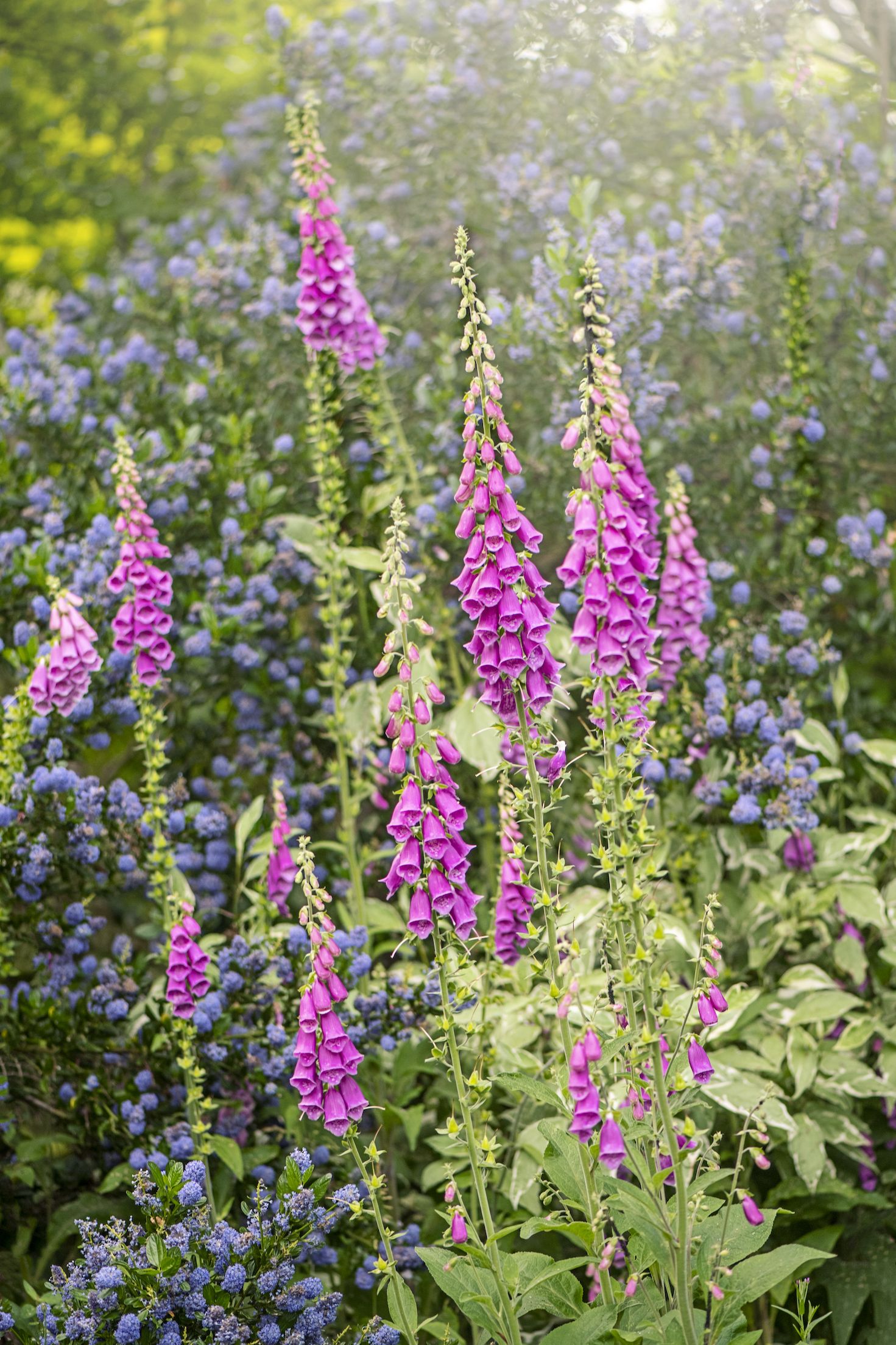 11 British Wildflowers You Can Grow In Your Garden
