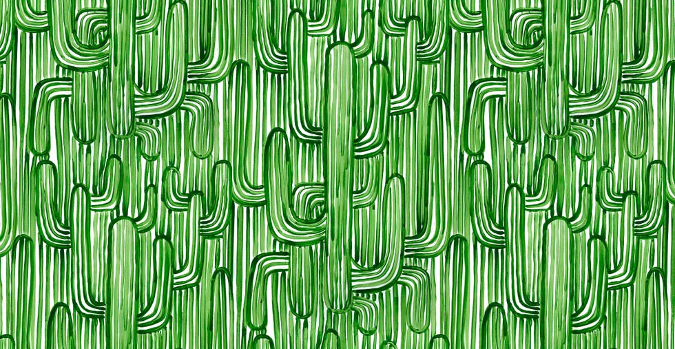 cactus wallpaper