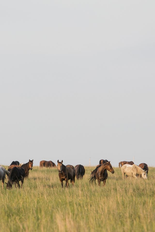 wild horses on the drummond ranch in pawhuska, ok photo by kevin j miyazakiredux