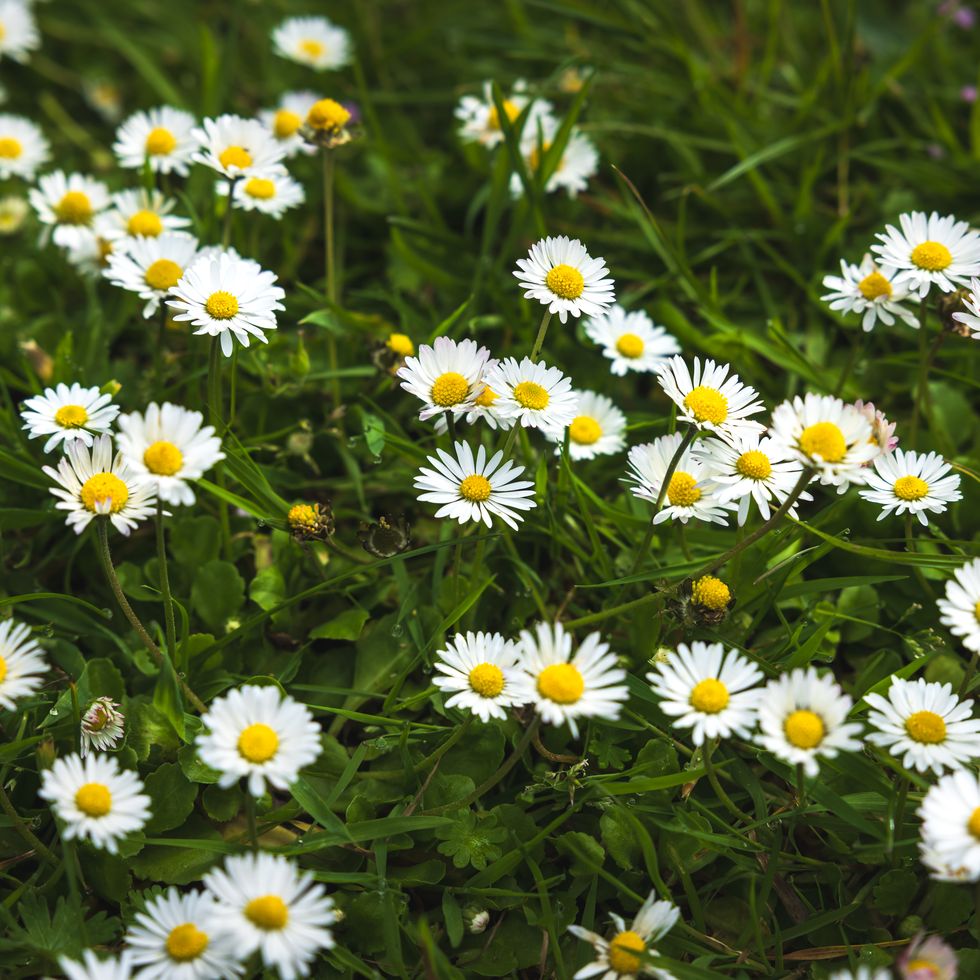 frühling, gänseblümchen