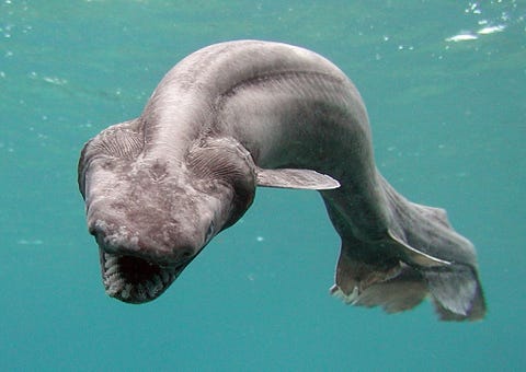 Deze franjehaai werd door een visser voor de kust van Numazu in Japan uit zee gehaald omdat deze vissen op een diepte van zeshonderd meter leven is het een zeldzame vondst De haai werd overgebracht naar het Awashima Marine Park