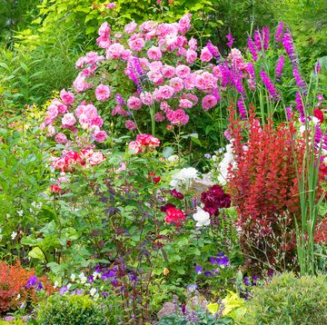 chaos gardening