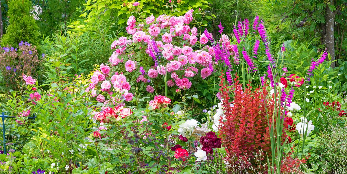 Everyone Is Talking About Chaos Gardening — Here's How to Do It