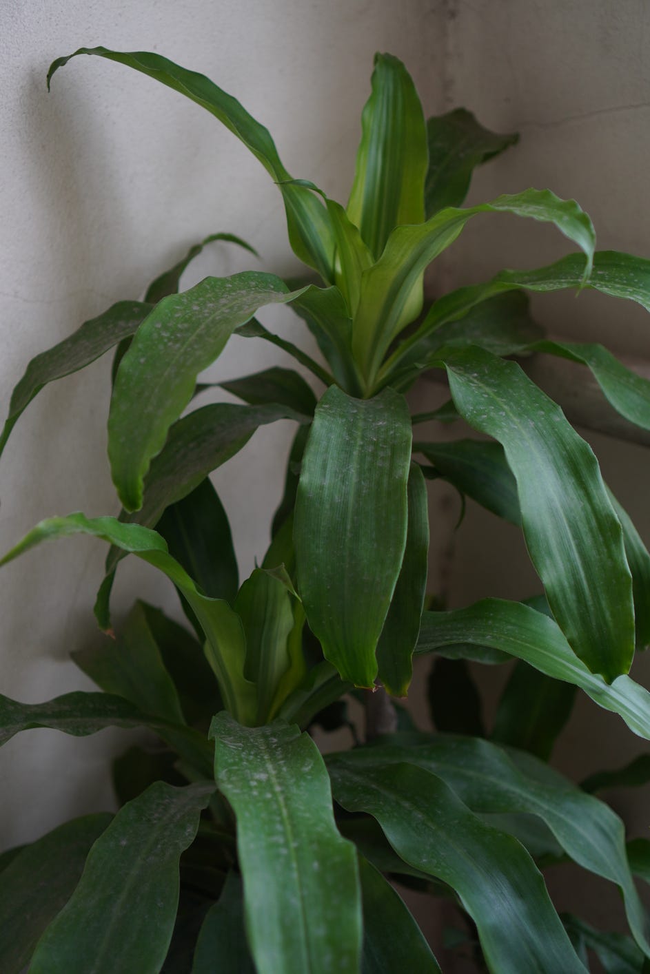 big leaf plants dracaena fragrans