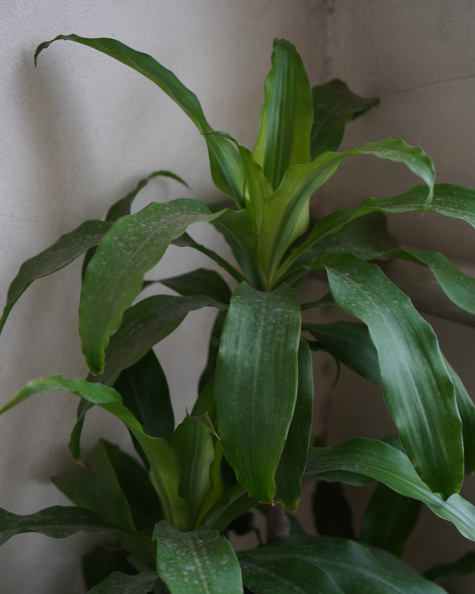 fragrant dracaena, dracaena fragrans agavaceae green leaves