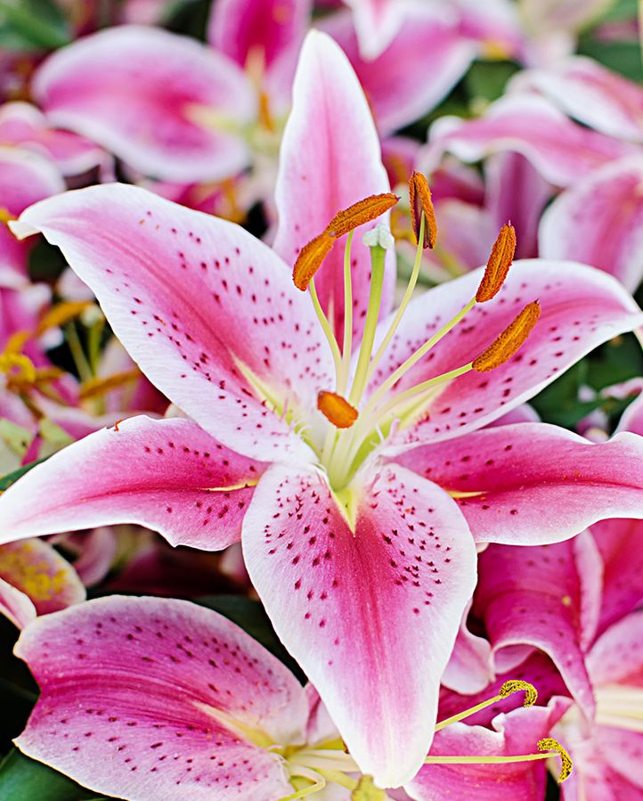 fragrant flowers to plant with bed of pink lily flowers