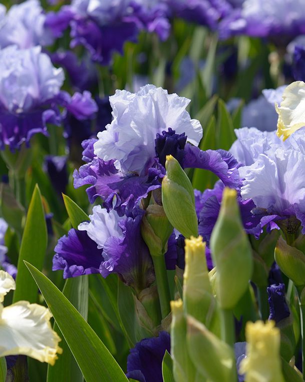 fragrant flowers roundup with a bed of violet and yellow bearded iris plants