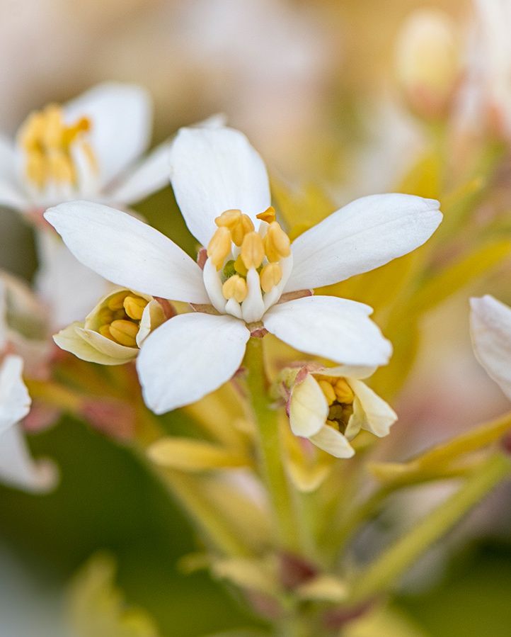 fragrant flowers round with a close up of white mexican orange blossom flowers