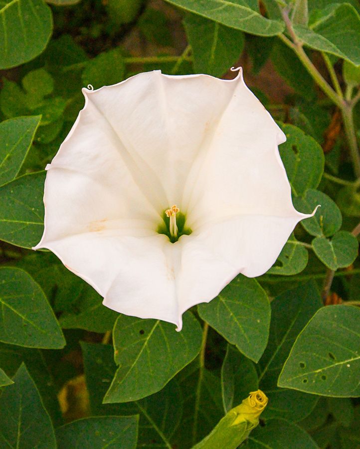 fragrant flower roundup with a white moonflower on a bush