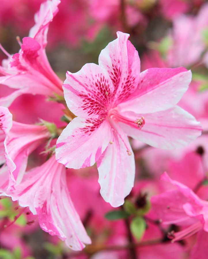 fragrant flowers roundup with a close up of blooming azalea flowers