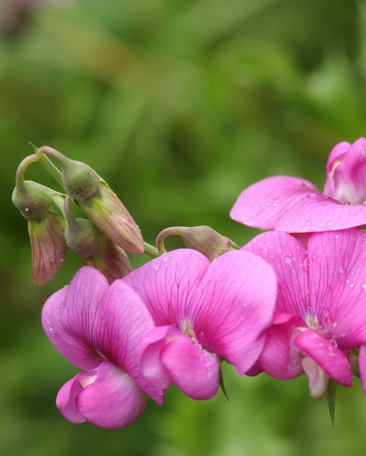 a group of pink sweet pea flowers