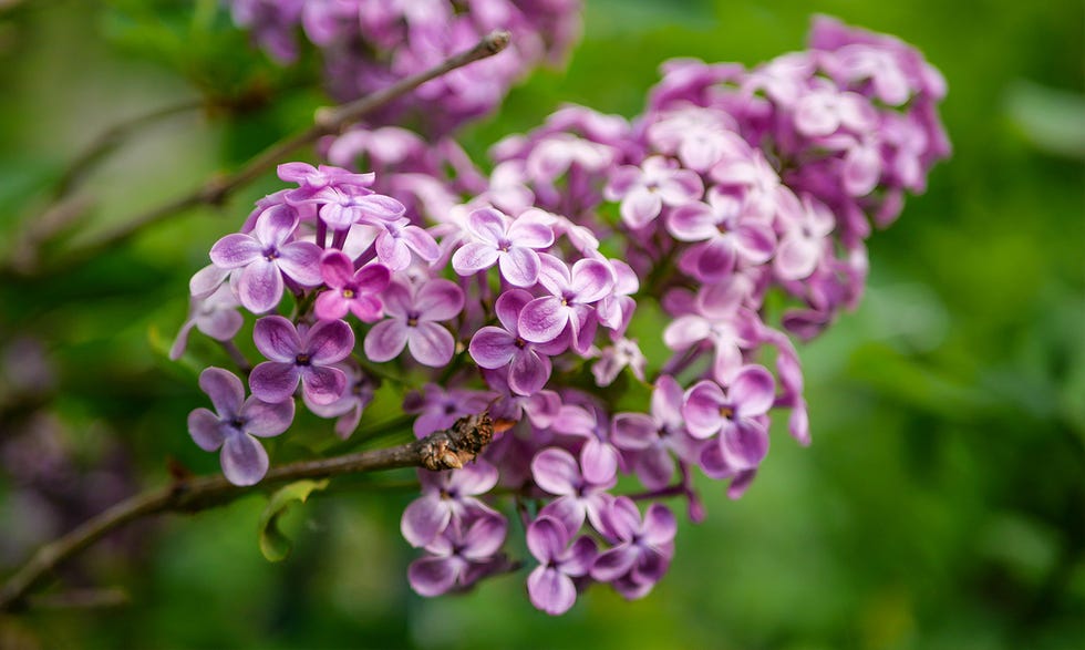 Fragrant Garden Bouquet